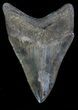 Coffee-Colored, Megalodon Tooth - Sharp Serrations & Tip #66195-2